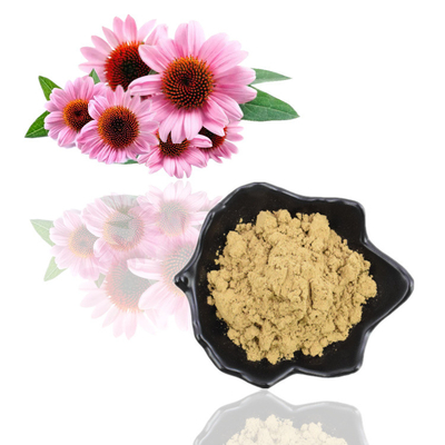 순수한 자연적인 유기 Echinacea Purpurea 추출물 4% 폴리페놀 분말