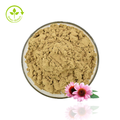 고품질 Echinacea 추출물 분말 Echinacea Purpurea 추출물 4% 폴리페놀 분말