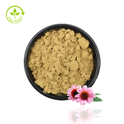 고품질 Echinacea 추출물 분말 Echinacea Purpurea 추출물 4% 폴리페놀 분말