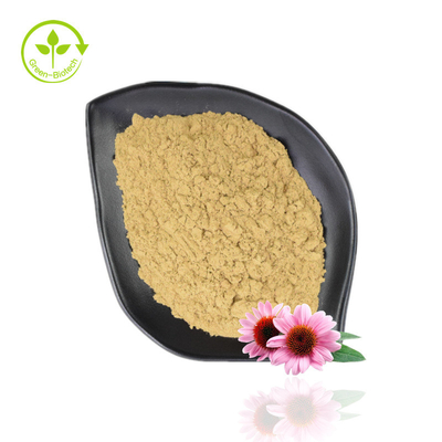 뜨거운 판매 Echinacea Purpurea 추출물 4%-6% 폴리페놀 2%-4% 자연적인 Echinacea 분말