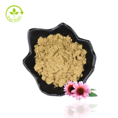 대량 4% 폴리페놀 Echinacea Purpurea 추출물 분말 자주색 Coneflower 추출물