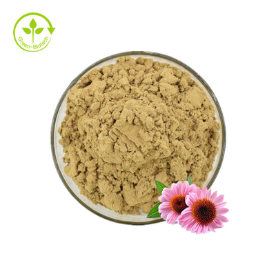 대량/Echinacea 추출물 4% 폴리페놀에 있는 Echinacea 추출물/Echinacea Purpurea 추출물