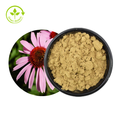 뜨거운 판매 Echinacea Purpurea 추출물 나물 Echinacea 추출물