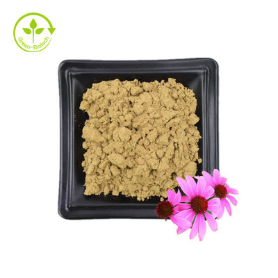 대량 공급 Echinacea Purpurea 추출물 4% 폴리페놀 2% 치코르산