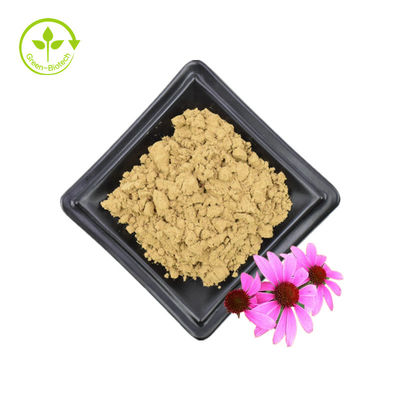 대량 공급 Echinacea Purpurea 추출물 4% 폴리페놀 2% 치코르산