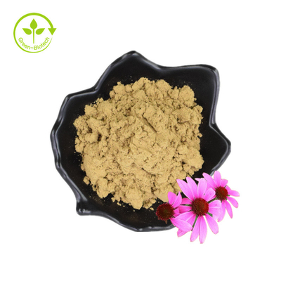 대량 폴리페놀 4% Cichoric 산 Echinacea 분말 Echinacea Purpurea 추출물