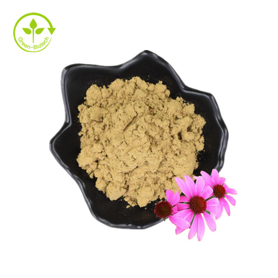 대량 폴리페놀 4% Cichoric 산 Echinacea 분말 Echinacea Purpurea 추출물