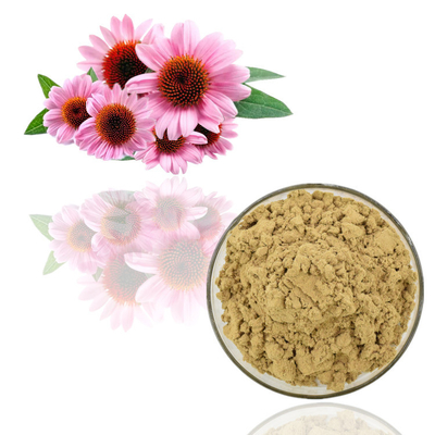 순수한 Echinacea Purpurea 식물 추출물 1% 치코르산 분말