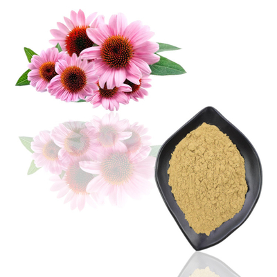 순수한 Echinacea Purpurea 식물 추출물 1% 치코르산 분말