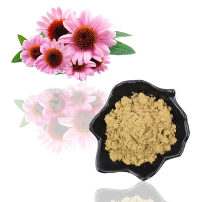 순수한 자연적인 유기 Echinacea Purpurea 추출물 4% 폴리페놀 분말